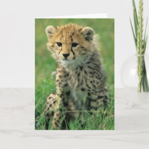 Fuzzy Cheetah Cub Card