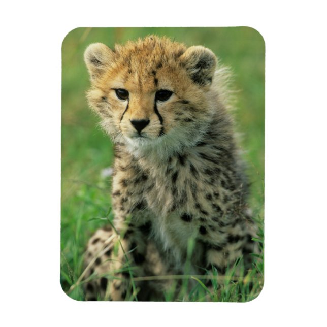 Fuzzy Cheetah Cub Magnet (Vertical)