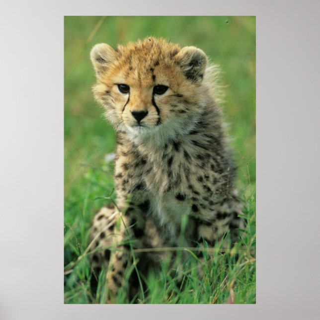 Fuzzy Cheetah Cub Poster (Front)