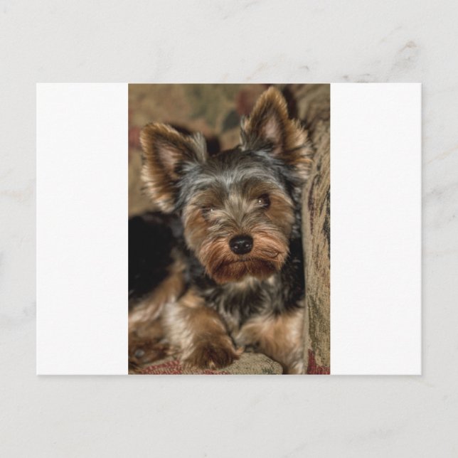 Fuzzy Face Yorkshire Terrier Postcard (Front)