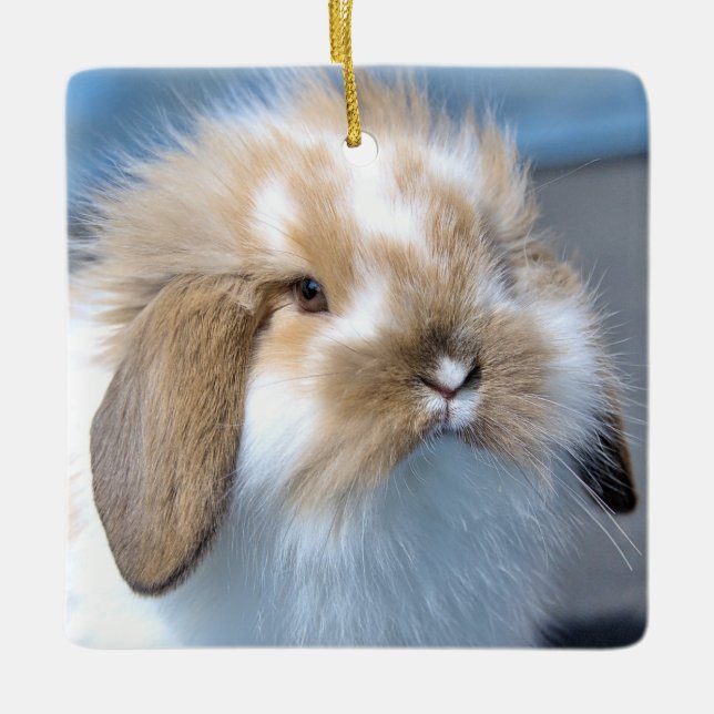 Fuzzy Holland Mini Dwarf Lop Bunny Rabbit Ceramic Ornament (Front)