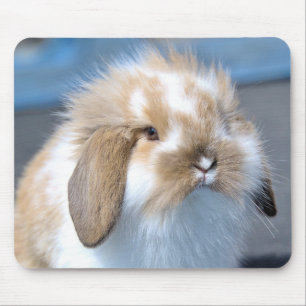 Fuzzy Holland Mini Dwarf Lop Bunny Rabbit Mouse Mat