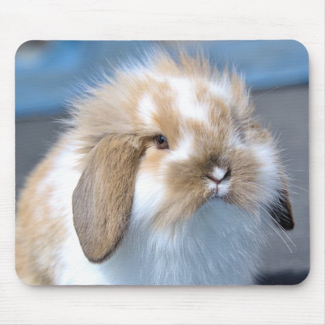Fuzzy Holland Mini Dwarf Lop Bunny Rabbit Mouse Mat (Front)