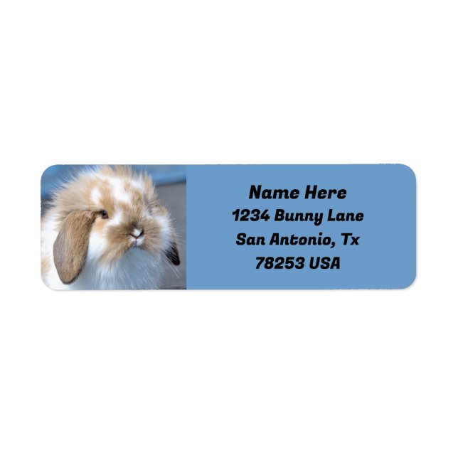 Fuzzy Holland Mini Dwarf Lop Bunny Return Address (Front)