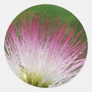 Fuzzy Mimosa flower Classic Round Sticker
