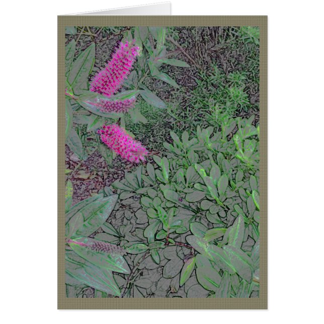 Fuzzy pink flowers in a summer garden (Front)