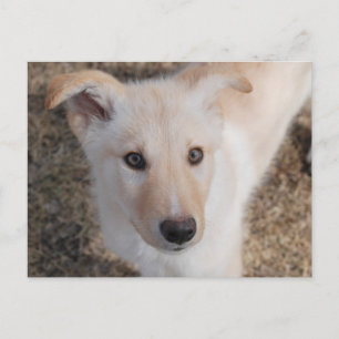 Fuzzy Puppy Postcard