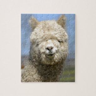 Fuzzy White Alpaca Face Jigsaw Puzzle