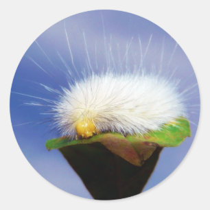 Fuzzy White Caterpillar Classic Round Sticker