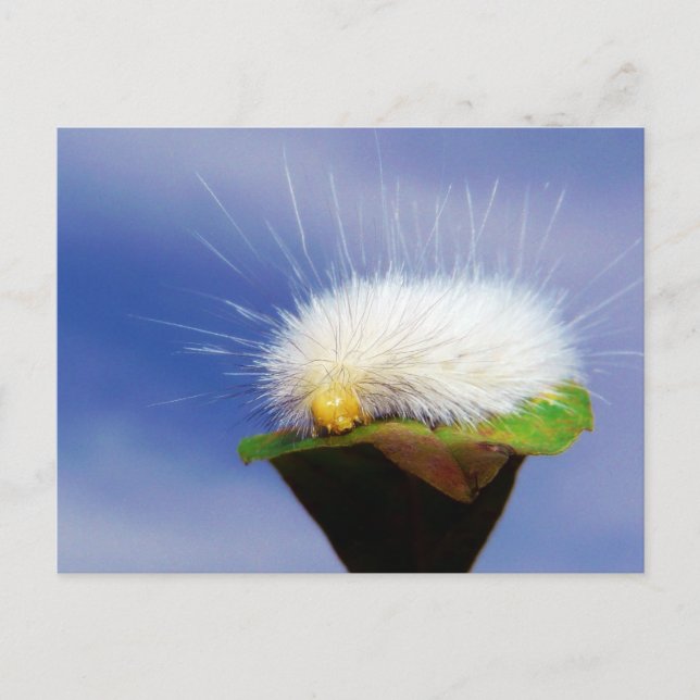 Fuzzy White Caterpillar Postcard (Front)