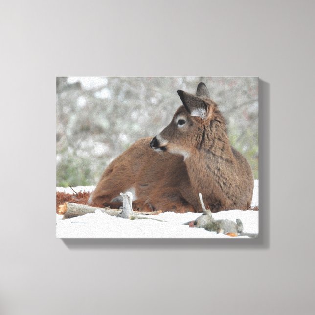 Fuzzy White Tailed Deer Fawn Canvas Print (Front)