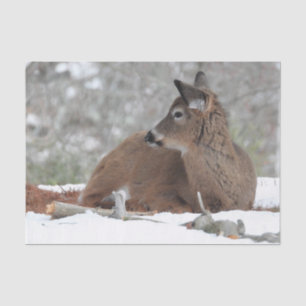 Fuzzy White Tailed Deer Fawn Tissue Paper