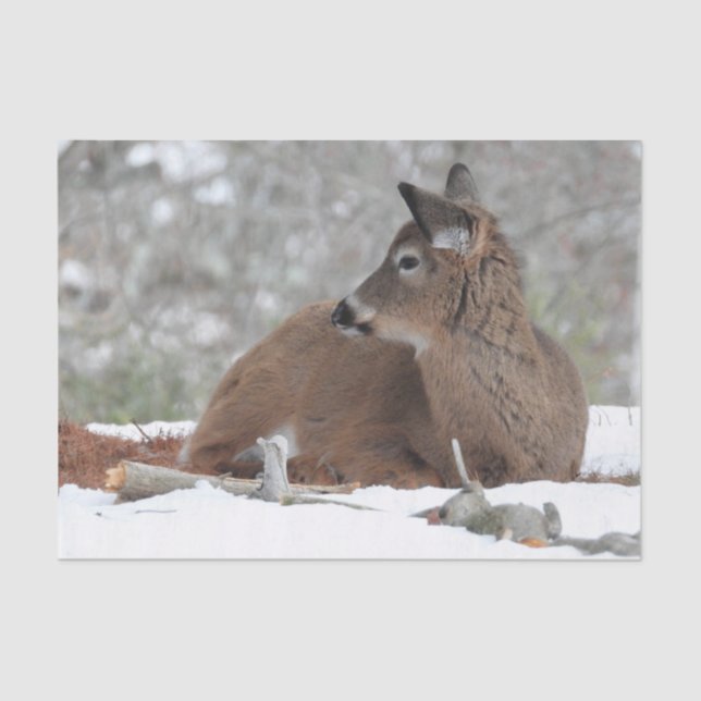 Fuzzy White Tailed Deer Fawn Tissue Paper (Front)