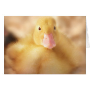 Fuzzy Yellow Duck Easter Baby Duckling