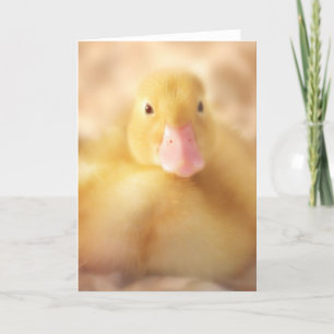Fuzzy Yellow Duck Easter Baby Duckling Holiday Card