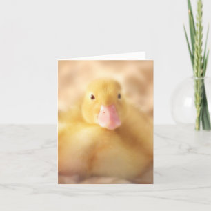 Fuzzy Yellow Duck Easter Baby Duckling Holiday Card