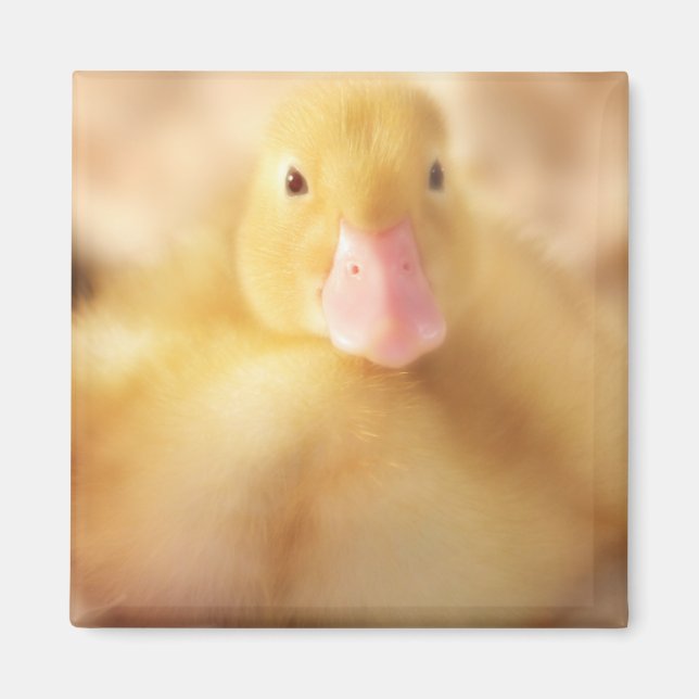 Fuzzy Yellow Duck Easter Baby Duckling Magnet (Front)