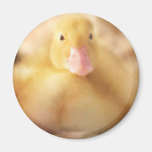 Fuzzy Yellow Duck Easter Baby Duckling Magnet