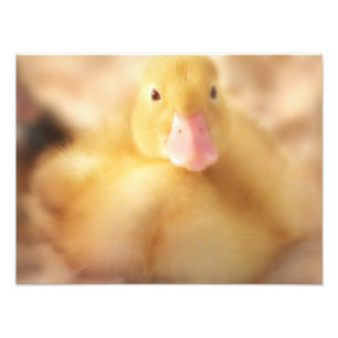 Fuzzy Yellow Duck Easter Baby Duckling Photo Print