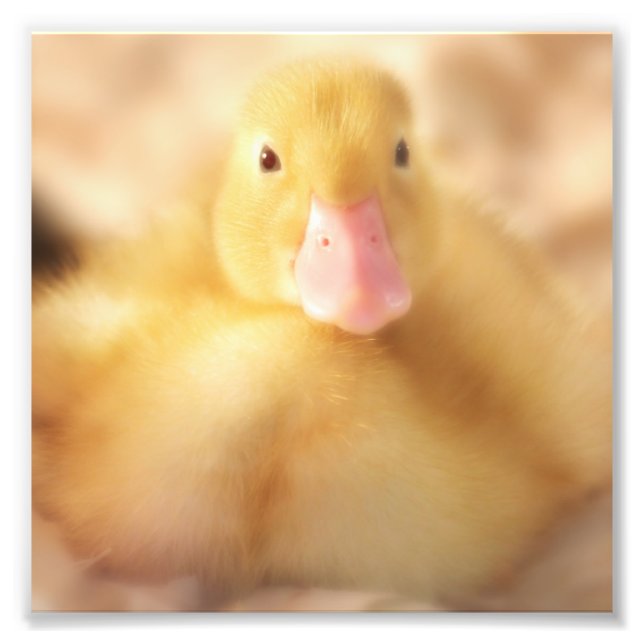 Fuzzy Yellow Duck Easter Baby Duckling Photo Print (Front)