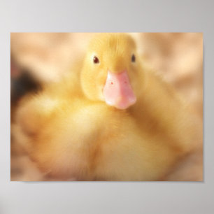 Fuzzy Yellow Duck Easter Baby Duckling Poster