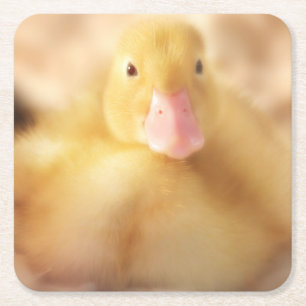 Fuzzy Yellow Duck Easter Baby Duckling Square Paper Coaster