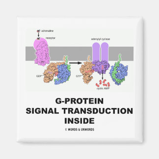 G-Protein Signal Transduction Inside Magnet
