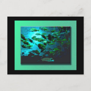 GA Aquarium Postcard