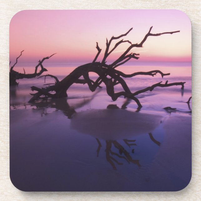 GA Jekyll Island, Tree graveyard on  beach at Coaster (Front)