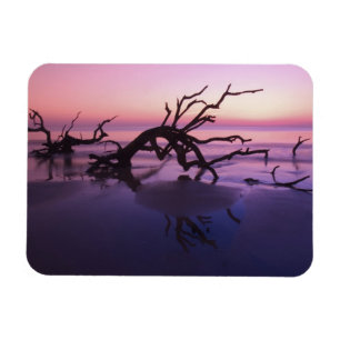 GA Jekyll Island, Tree graveyard on beach at Magnet