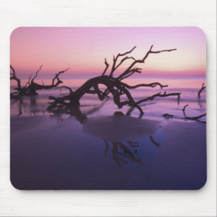 GA Jekyll Island, Tree graveyard on beach at Mouse Mat
