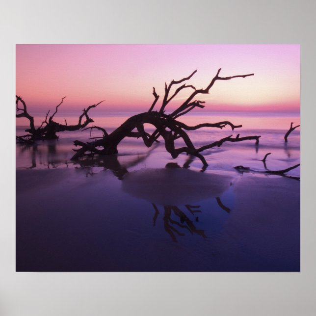 GA Jekyll Island, Tree graveyard on  beach at Poster (Front)