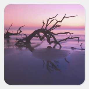 GA Jekyll Island, Tree graveyard on beach at Square Sticker
