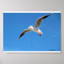 Gabbiano in volo nel cielo azzurro - fotografia na
