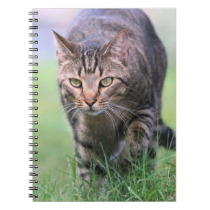 Gabe   notebook