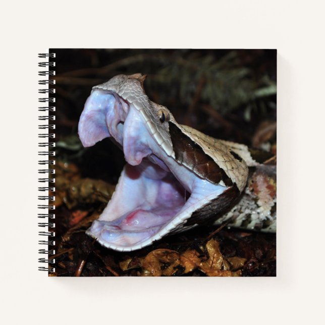 Gabon viper notebook (Front)