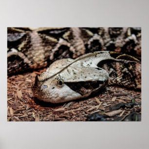 Gaboon Viper Snake Photo Poster