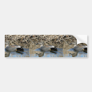 Gadwall Drake Bumper Sticker