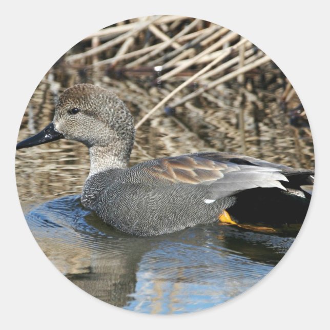 Gadwall Drake Classic Round Sticker (Front)