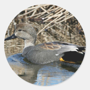Gadwall Drake Classic Round Sticker