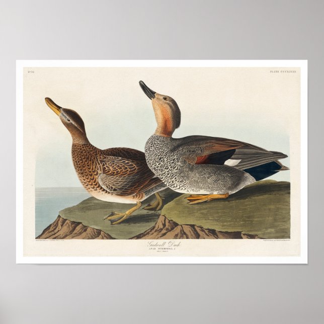 Gadwall Duck by Audubon Poster (Front)