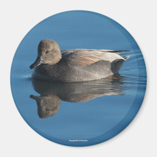 Gadwall Magnet