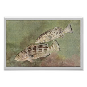 Gag & Black Grouper Vintage Fish Print