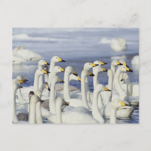 Gaggle Geese Postcard