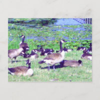 Gaggle of Geese Postcard