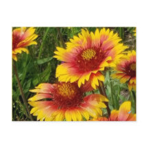 GAILARDIA ON THE PRAIRIE - POSTCARD