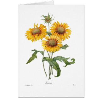 Gaillardia