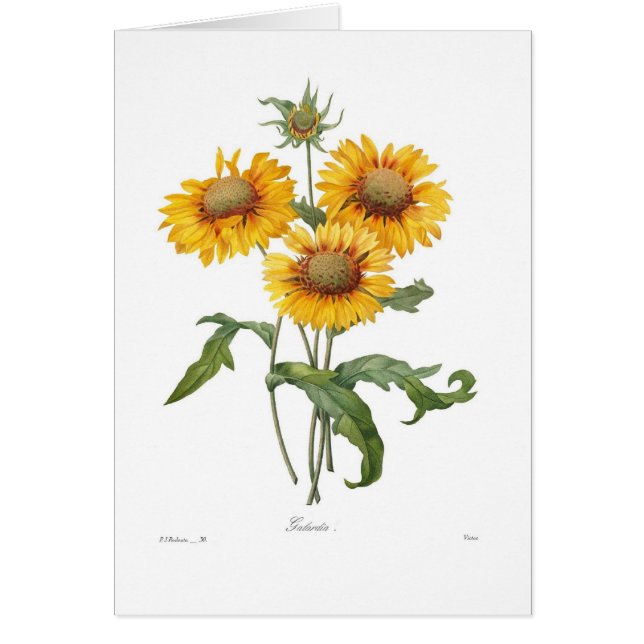 Gaillardia (Front)