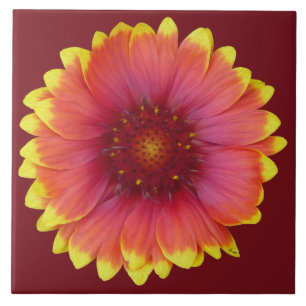 Gaillardia 1 tile