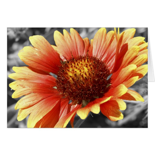 Gaillardia Blanket Flower Blank Inside Thank You (Front Horizontal)